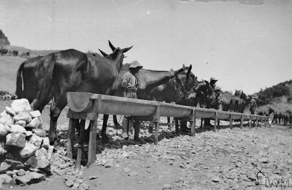 Mules drinking from a long trough.