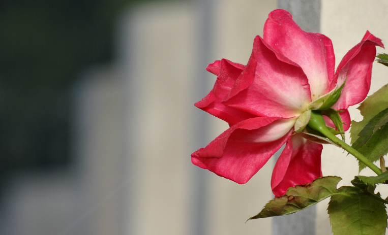 Our horticulture