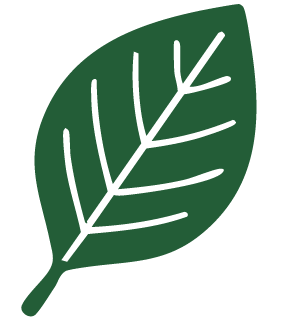 39k trees - Beech leaf